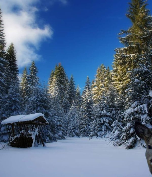 50287046_2634110189962511_467210695692255232_n